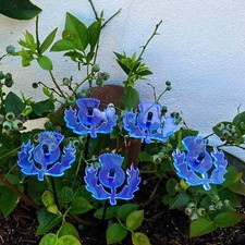 SunCatcher Set of 5 Scottish Thistle colourful fluorescent garden ornament deco