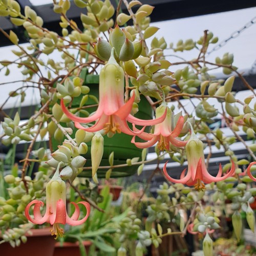 Cotyledon pendens cliff - pendens, 'cliff
