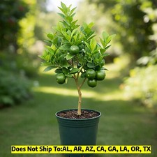 Key Lime Tree 5L Pot Citrus