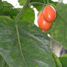 Cyphomandra Betacea - 20 Seeds