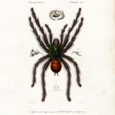 SCARCE D'Orbigny Large-Paper