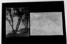 Vintage Plate Glass negatives x20  