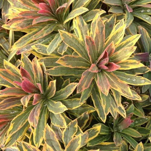 Euphorbia ascot rainbow 9cm - ascot,