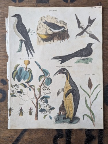 Antique c1815 natural - c1815, history