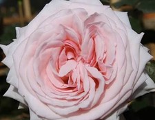HYBRID TEA ROSE PINK  O’HARA