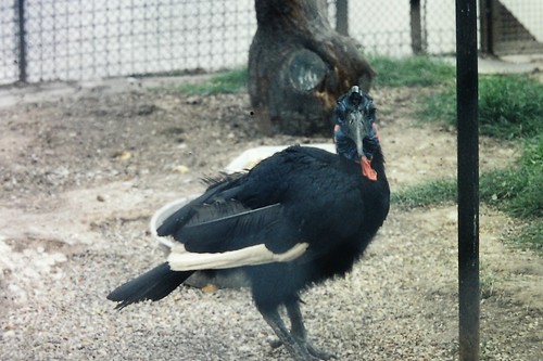Hornbill bird original 35mm - hornbill,,