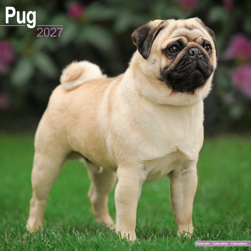 Pug 2027 calendar dog breed - 2027,
