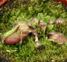 CEPHALOTUS FOLLICULARIS
