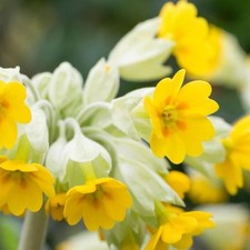 Primula veris plug plants