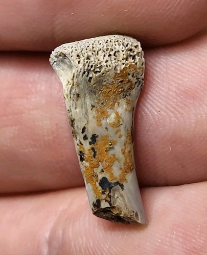 Real raptor toe - real, digit