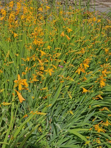 Crocosmia crocosmiiflora - ×,