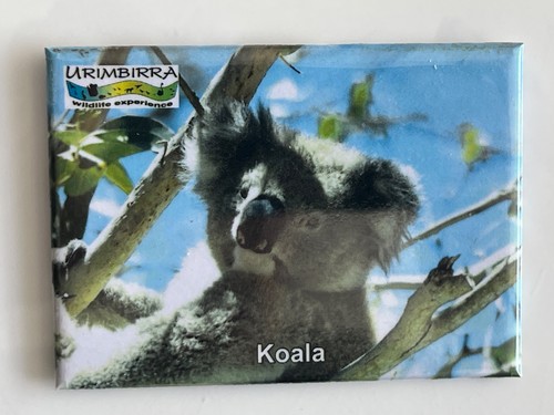Fridge magnet koala bear - magnet,