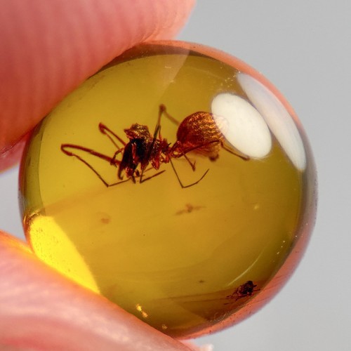 Assassin spider sphere 5mm - assassin, 7.5mm