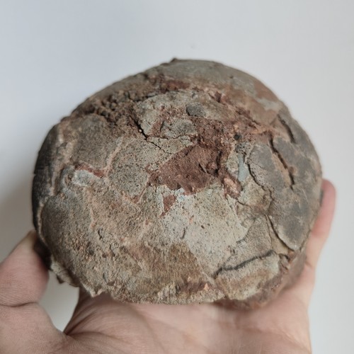 Jurassic age dinosaur - jurassic, of
