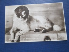 Postcard - "A member of the Royal Humane Society" RP Unposted