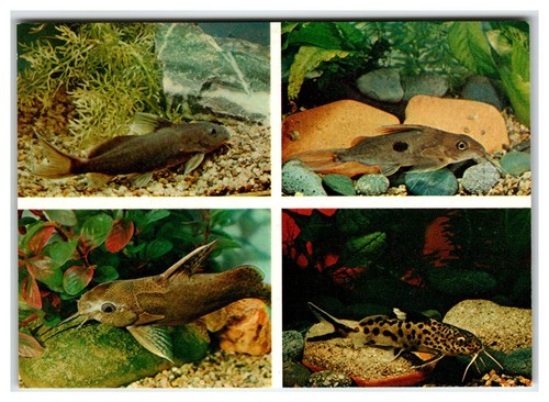 1984 synodontis catfish - synodontis,