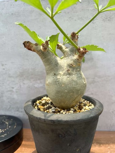 Rare live house plant - rare,