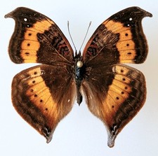 Precis tugela leaf wing - leaf,