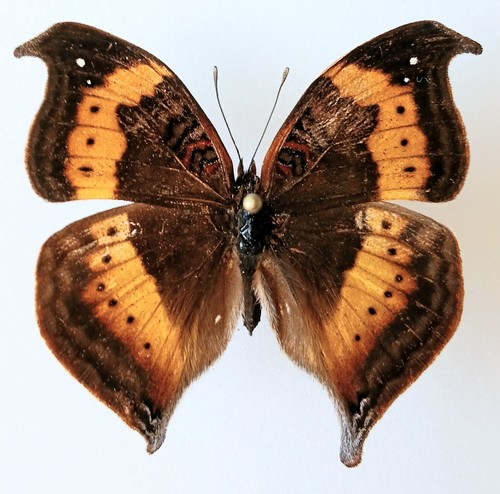 Precis tugela leaf wing - fm,