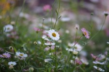 Tokina SD 70–210mm f4–5.6