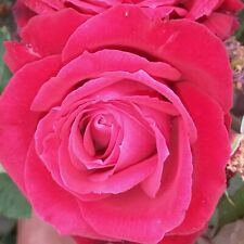 1 X Velvet Fragrance Hybrid Tea Rose Bush 3ltr Pot plant