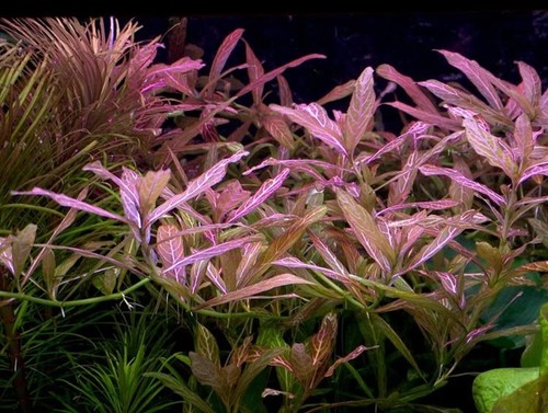 Hygrophila polysperma live - polysperma,