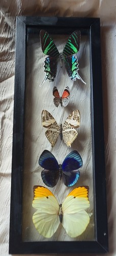 Taxidermi butterflies in - butterflies,
