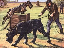 GIANT SCHNAUZER DOGS IN TRAINING LOVELY DOG GREETINGS NOTE CARD