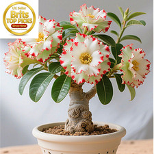 Desert Rose Bulbs UK,Desert