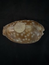 Cyprae Lynx (Lynx Cowry) Conch