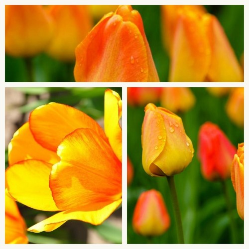 Darwin tulip orange lion - darwin,