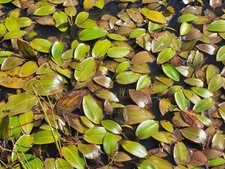 Potamogeton natans floating - potamogeton, (floating