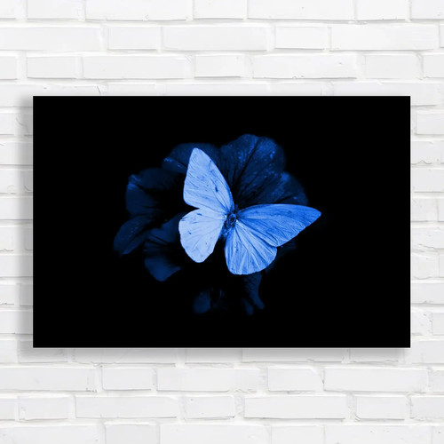 Butterfly flower close up - flower,