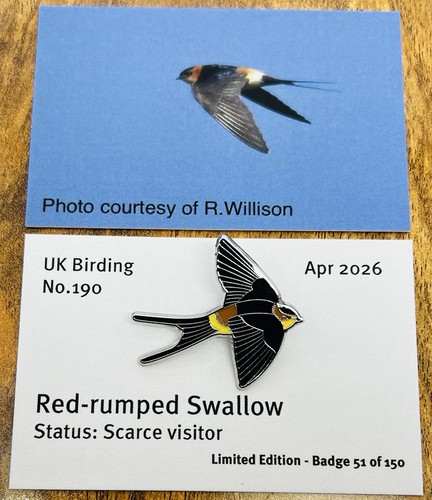 Red rumped swallow pin - red-rumped,