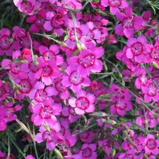6 Dianthus Pink Gem Perennial