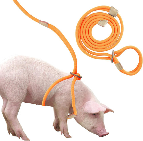 Mini pig harness leash - pig,