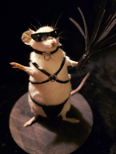 Mouse taxidermy with bondage - taxidermy,