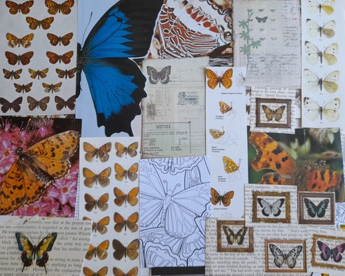 Butterflies multicolour - butterflies,