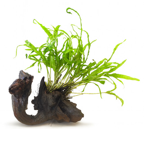 Trident java fern approx - fern,