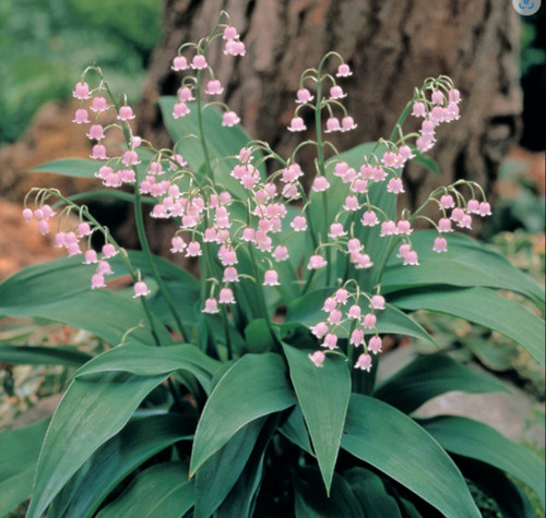 Convallaria majalis pink lily - majalis,