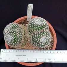Rare Choice cactus Mammillaria formosa ssp microthele. Grown on own roots. 