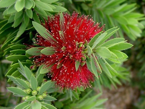 Callistemon little john - ,