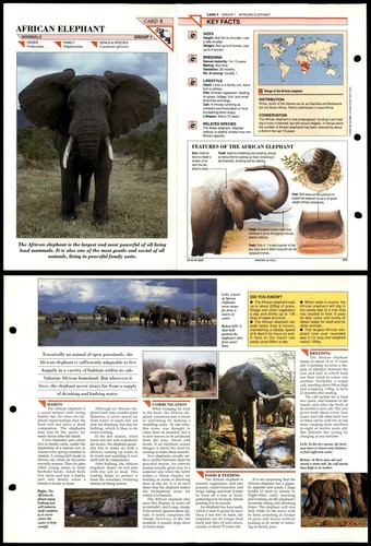 African elephant mammals - african, #4