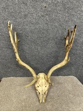 Fallow Buck Deer Skull