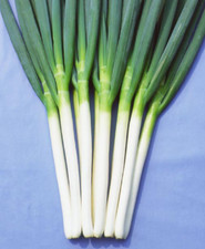 Spring onion plug plants grow - plants, "grow