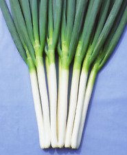 Spring Onion Plug Plants "Grow