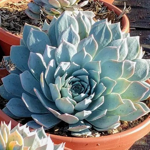Echeveria peacockii 25 seeds - peacockii,