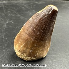 Genuine Mosasaur Tooth Fossil
