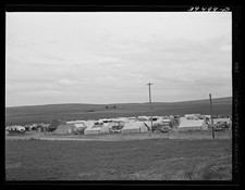 Photo:Canyon County Idaho Pea