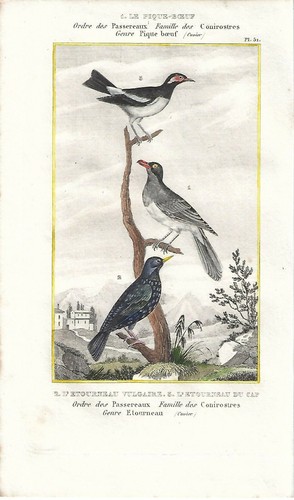 Antique print birds - print, bufaga
